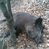 diviačica pred oprasenim