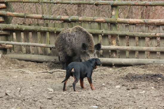 Argo prvý krát zoči - voči diviakovi ... trošku som sa aj bál