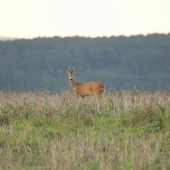 jeden z 3 privábených srncov