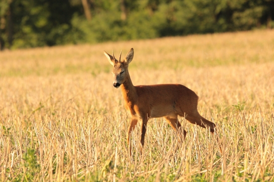 kašli na fotenie, drieme sa mi ...