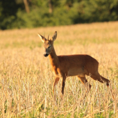 kašli na fotenie, drieme sa mi ...