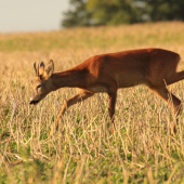 rýchlo sa najesť a šup do lesa...