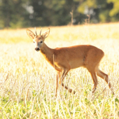 nádejný mladý srnec, PRVÉ PAROŽIE