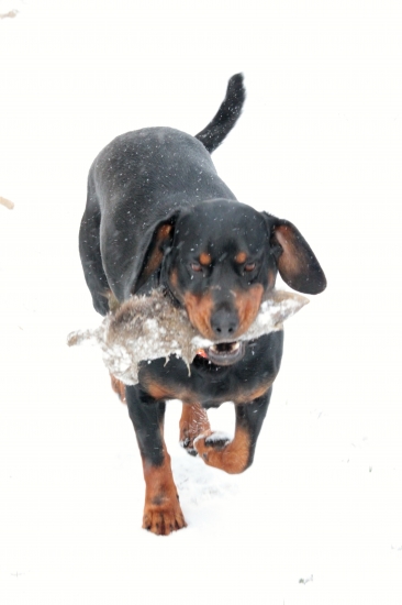Pohľadaj diviačika ! Argo Hílkov chov