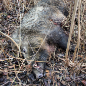 Oci a bude mať veľké zahnuté zuby dohora ?