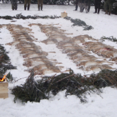 spoločná na zajace..skúste spočítať :))))