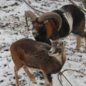 ovis musimon for EDU :)