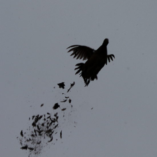 ach ja púšťam perie a ani som si to nevšimol :)))