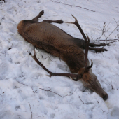 Keď pani zima úraduje