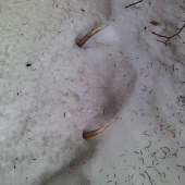 po mesiaci som ho dohladal