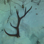 zase raz dohladal kamaratovi