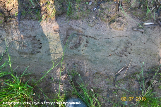 Yogi si ide cestou necestou :)