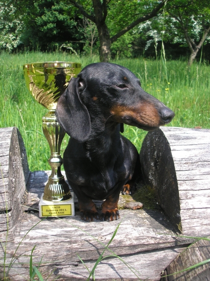 Effie Magic of Morion ( BOB Subotica, Srbsko )