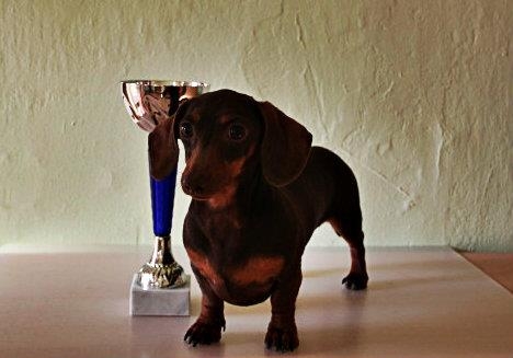 Azalka ( Tsertus Sure Version )