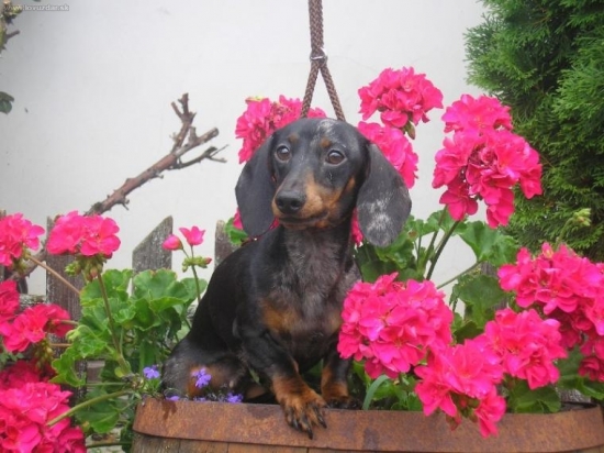 Teri ( Eternity Magic of Morion )