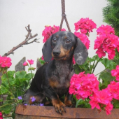 Teri ( Eternity Magic of Morion )