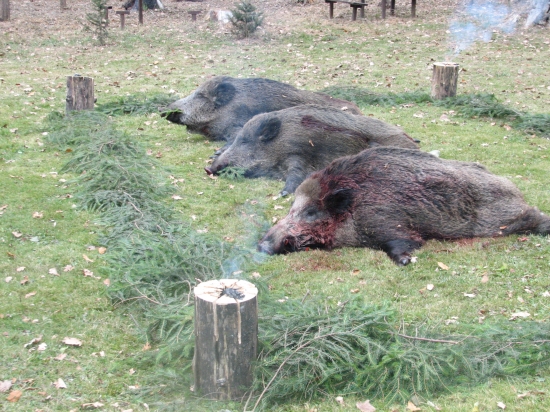 Výsledok spoločnej poľovačky Žilina Hájik