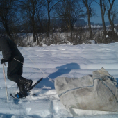 Snežnice - Prechod snehom na kŕmení
