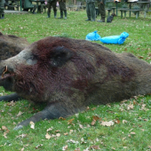 Spoločná poľovačka 18.11.2012