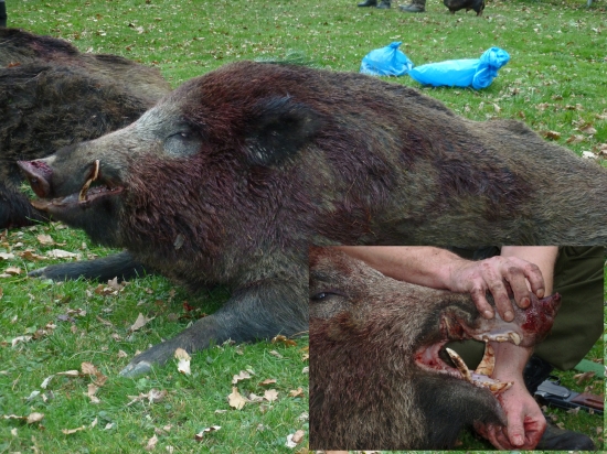 Spoločná poľovačka 18.11.2012 - kanec