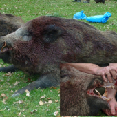 Spoločná poľovačka 18.11.2012 - kanec