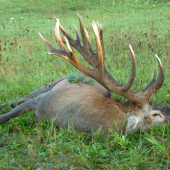 Ako Rudko na 70-tku Veľkého Jeleňa ulovil  II