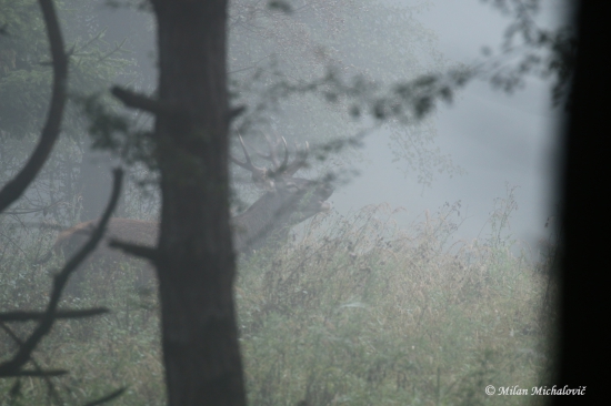 Jeleň v rannej hmle