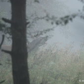 Jeleň v rannej hmle