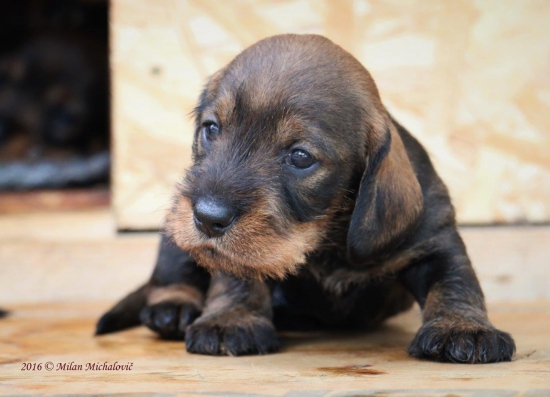 jazvečík, malý huncút