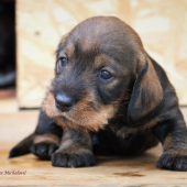 jazvečík, malý huncút