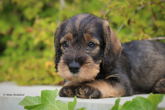 Ajša Slučí  kopec