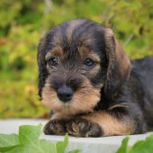 Ajša Slučí  kopec