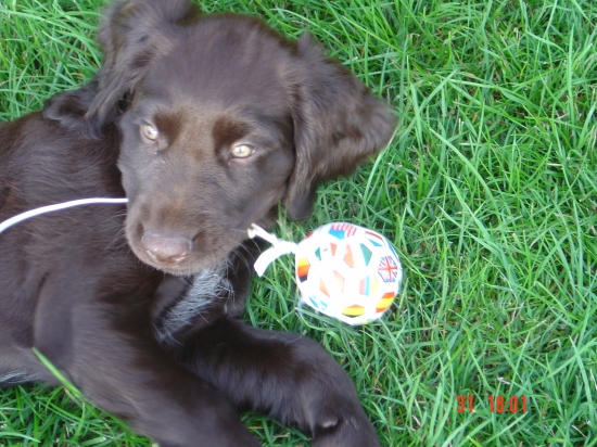 Nemecký prepeličiar -Cooper Any-Bon