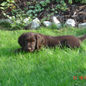 Cooper