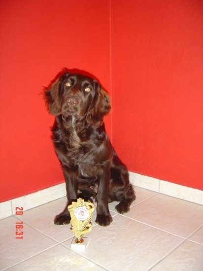 Cooper Any - Bon, 5,5 mes.