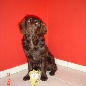 Cooper Any - Bon, 5,5 mes.