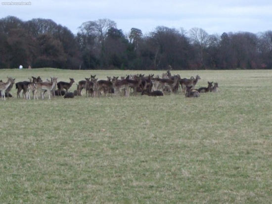 phenix park1
