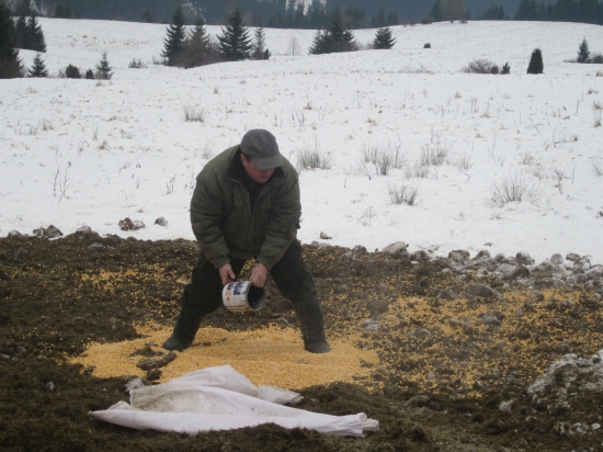 oco krmi aby znova prisli