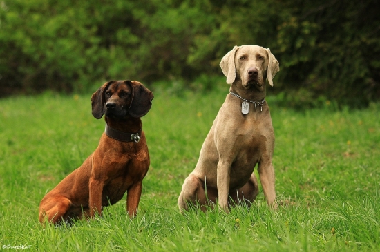 ...................................................................................