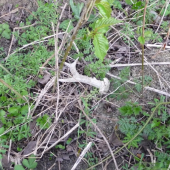 Tolikrát jsem kolem šel!