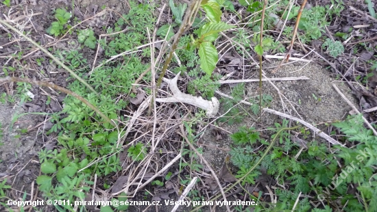 Tolikrát jsem kolem šel!