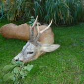 Tatova III věková.