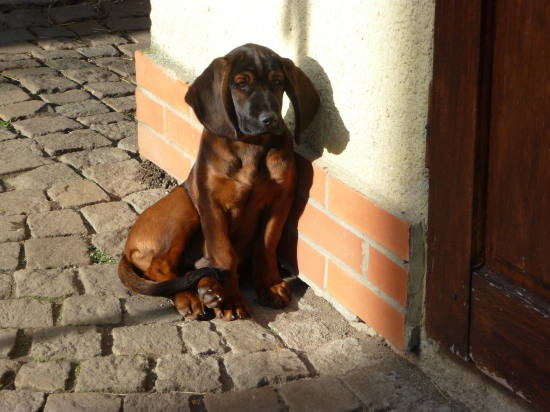 Brit z Velkého Lopeníku,nový kamarád