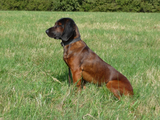 Brit z Velkého Lopeníku 13.měsíců