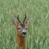 kolik ma?je nadejny 3-4 roky?