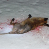 švagrův prašivý lišák