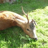 Diana mně ráno přála