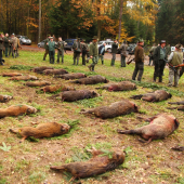 Spoločná poľovačka v Brne 2