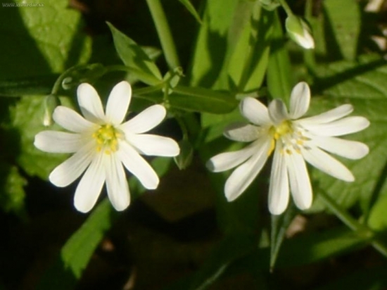 Hviezdica velkokveta