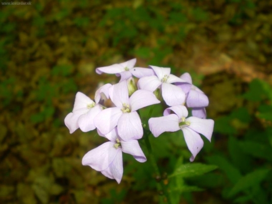 Zubacka cibulkonosna